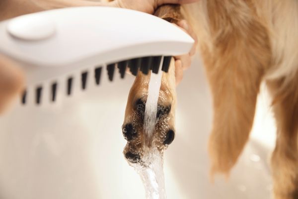 Hansgrohe Hundeduschbrause 150 3jet DogShower matt, Farbe weiß Bild 9