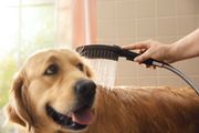 Hansgrohe Hundeduschbrause 150 3jet DogShower, Farbe schwarz Bild 6