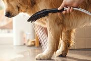 Hansgrohe Hundeduschbrause 150 3jet DogShower, Farbe schwarz Bild 14