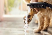 Hansgrohe Hundeduschbrause 150 3jet DogShower, Farbe schwarz Bild 7
