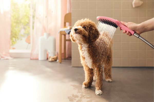 Hansgrohe Hundeduschbrause 150 3jet DogShower, Farbe pink Bild 10