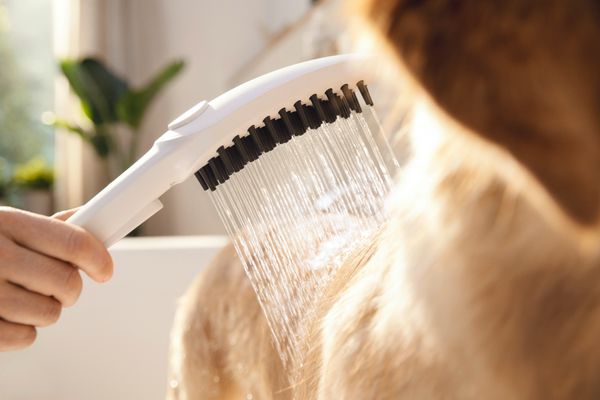 Hansgrohe Hundeduschbrause 150 3jet DogShower matt, Farbe weiß Bild 17